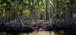 Image associated with Mangrove Alliance Website Launched as Resource for Preservation
