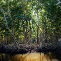 Thumbnail for Mangrove Alliance Website Launched as Resource for Preservation