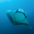 Thumbnail for Indonesia Declares Largest Manta Ray Sanctuary in the World