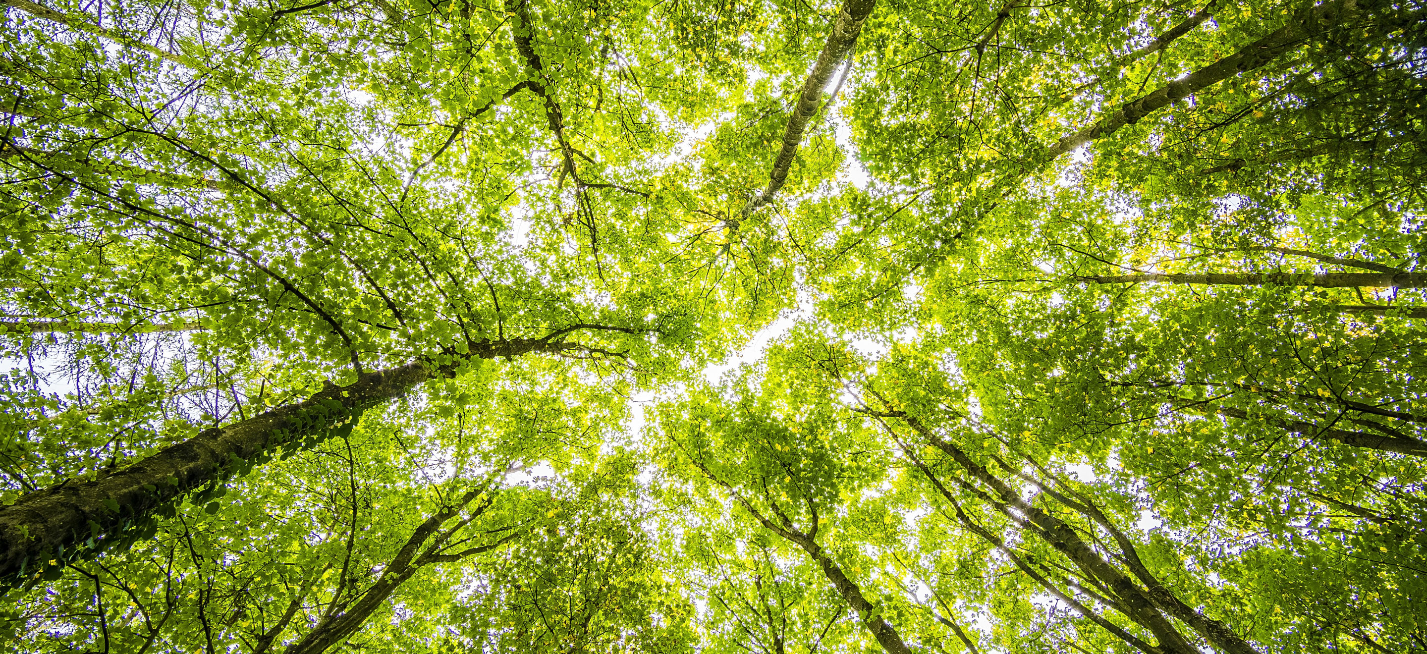 View looking up to the underside of a green tree canopy