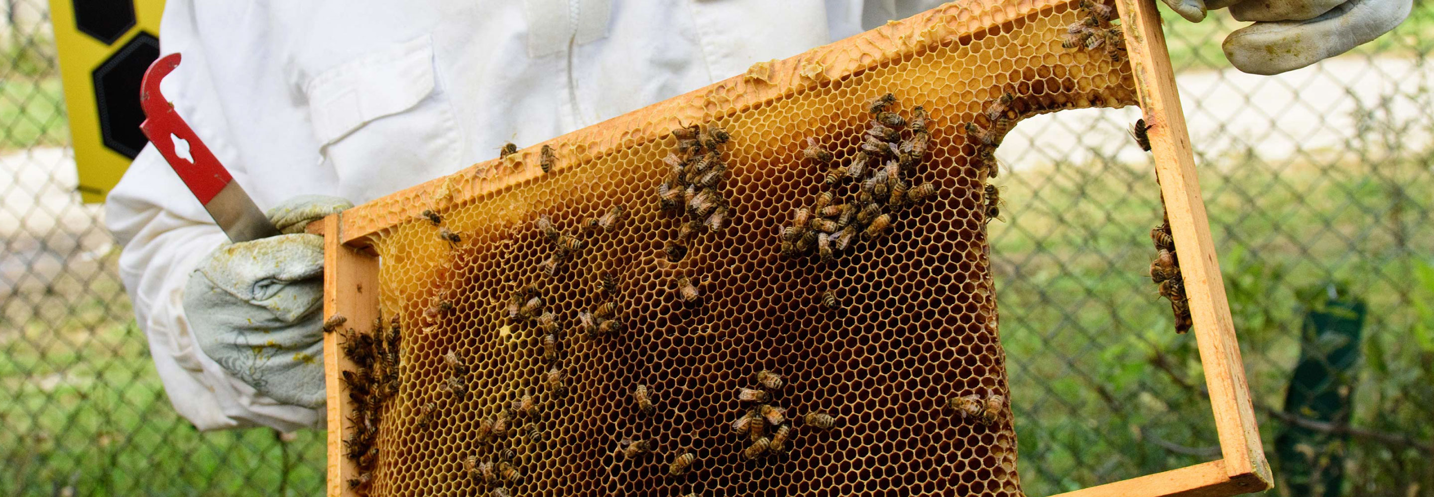 Honeycomb held by a Chicago urban bee farmer.