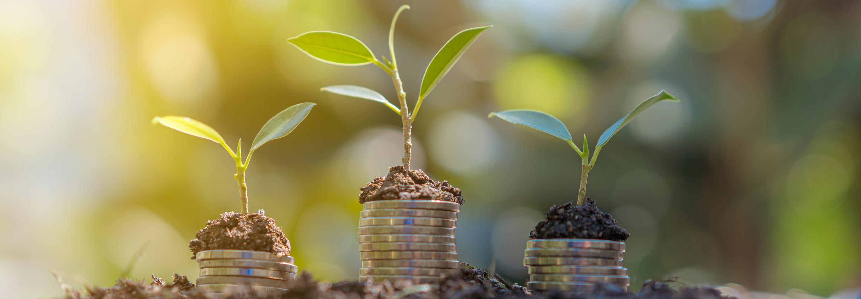 Three stacks of coins in the soil, with each stack supporting a sapling tree