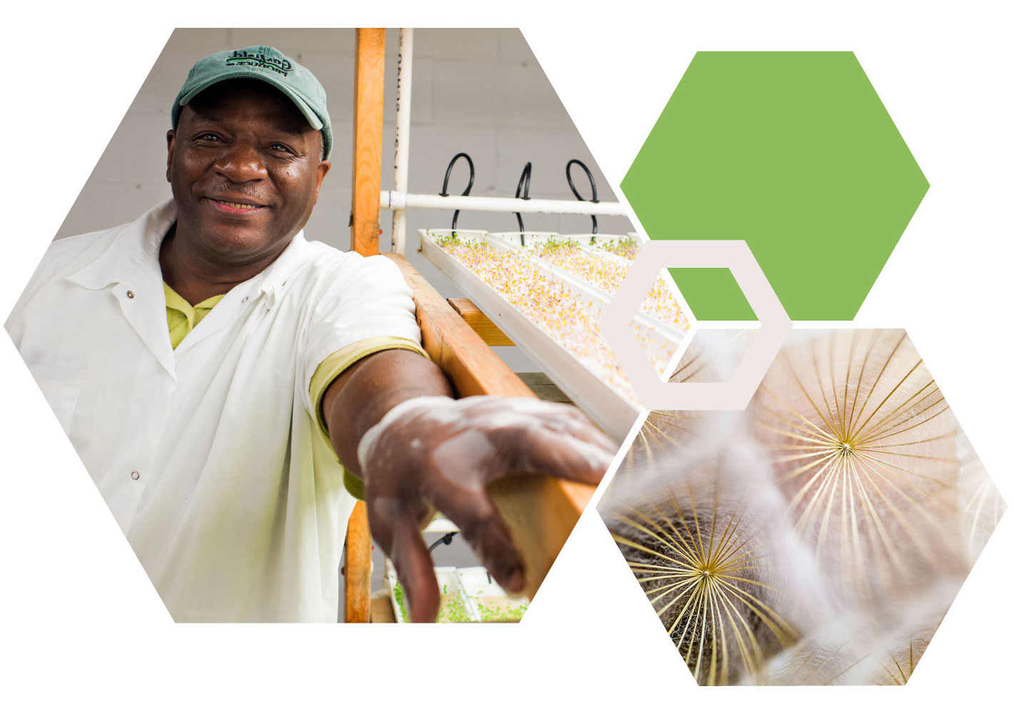 Hexagon collage featuring image of man standing next to his farmed sprouts, and an image of a dandelion with seeds