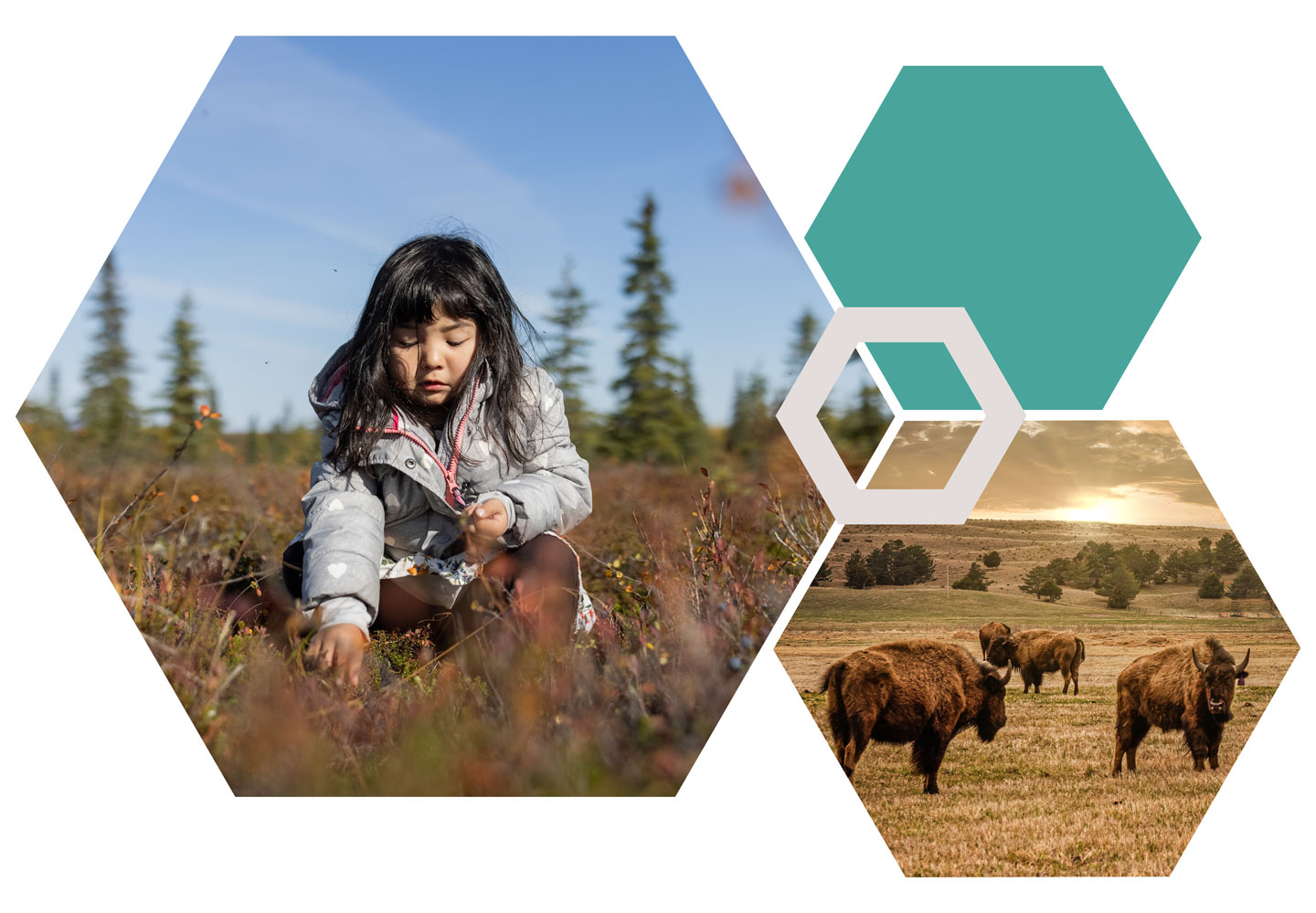 A girl picks plants in a field; nearby, bison graze in a grassland at sunset, all shown in hexagon frames.