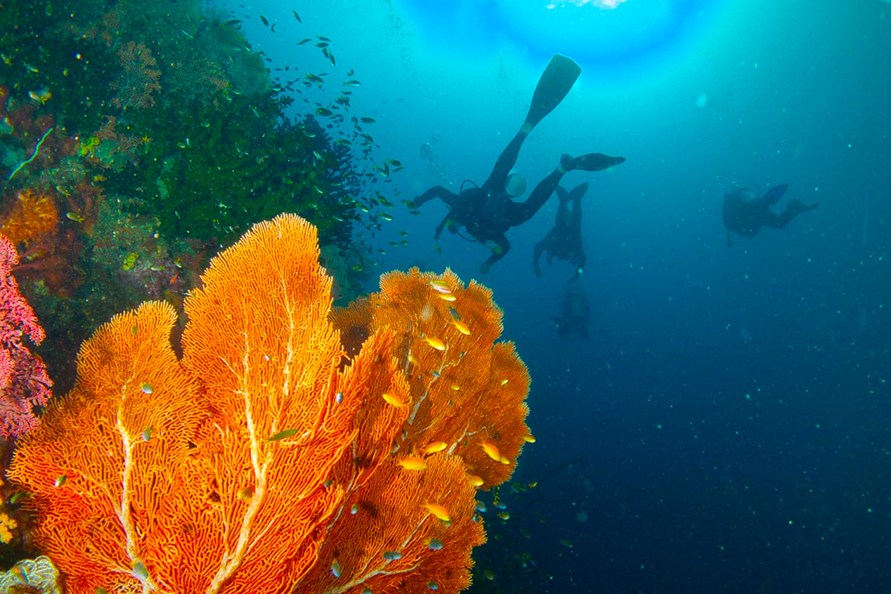 Orange coral with scuba divers in background