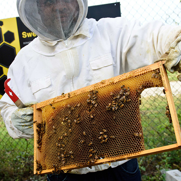 A beekeeper holds a beehive frame with honeycomb and bees
