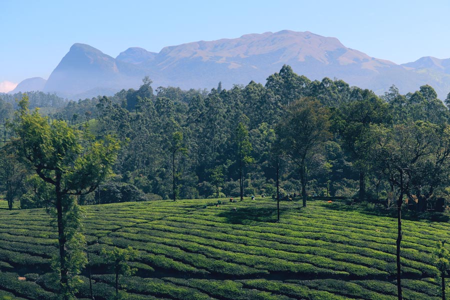 Scenic view of a green agricultural field against a blue sky and mountains.