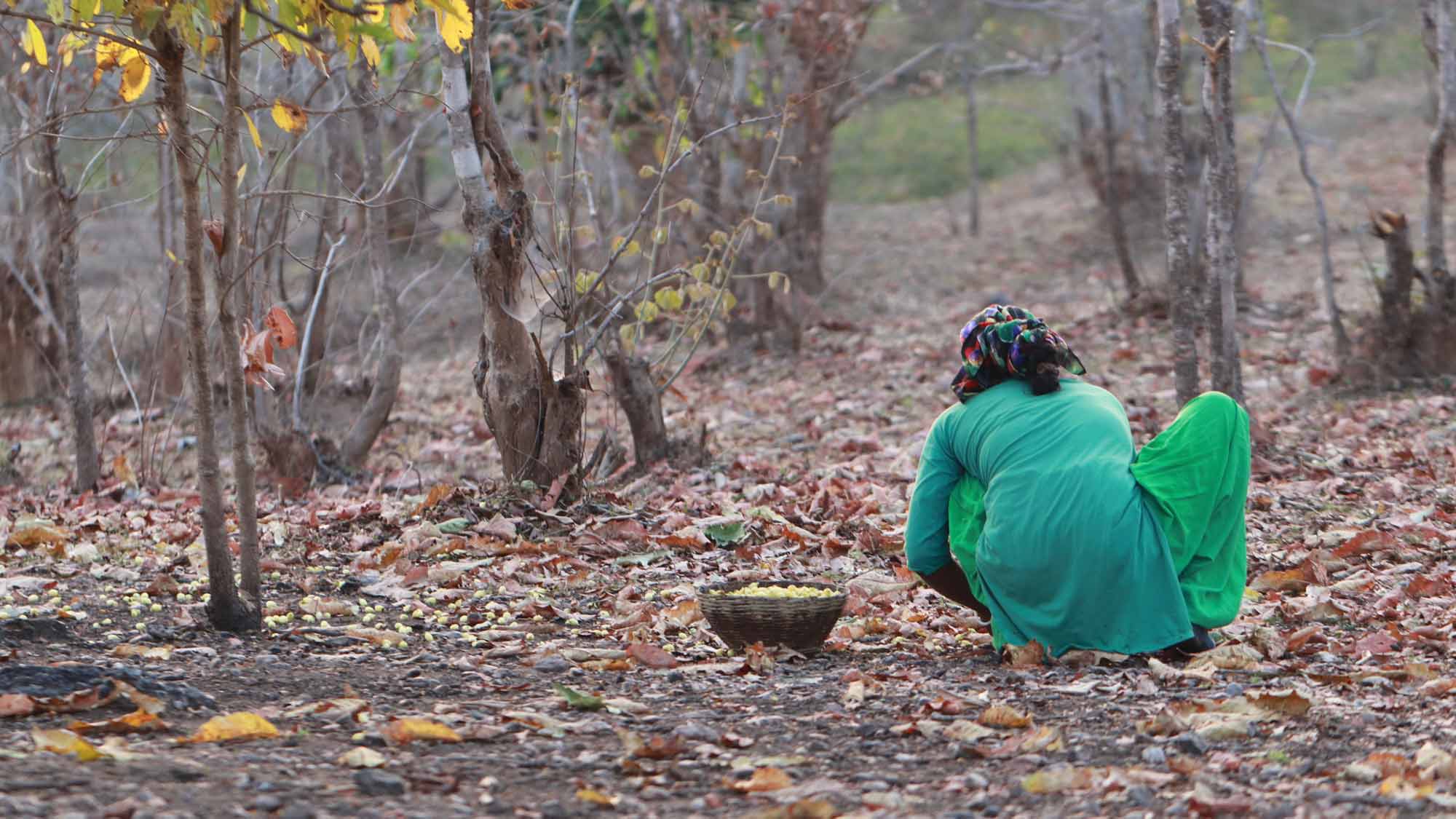 billboard image Beyond the Pandemic: The Struggles of Chhattisgarh’s Adivasis