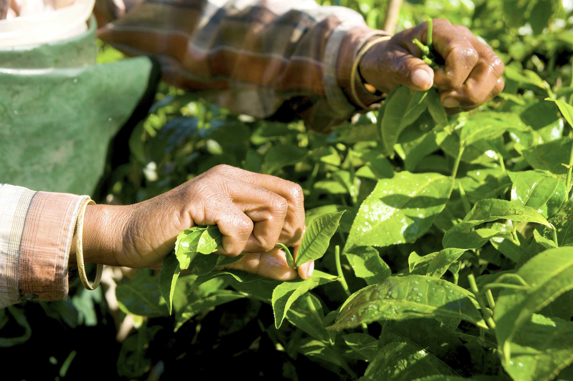 close view of hands grasping top leaves of a lush green bush