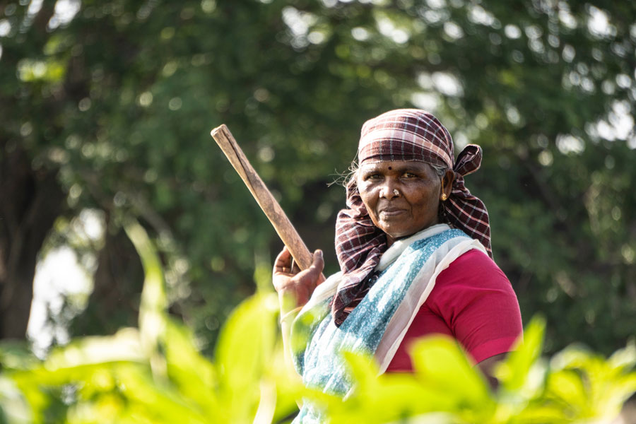 a woman standing in a tea field holding a wood pole, looking directly at the camera