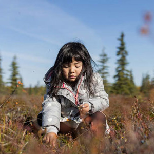 A child picks berry in an Alaskan Field