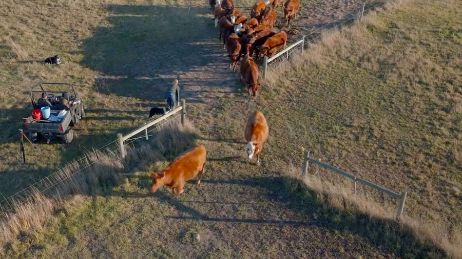 A herd of brown cattle being herded through a gate on a grassy field, with people, a dog, and an ATV nearby.
