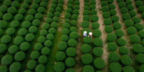 Aerial view of two people walking between rows of round green bushes in a neatly organized field.