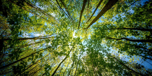 Looking up at tall trees with green leaves against a bright blue sky, sunlight filtering through the canopy.