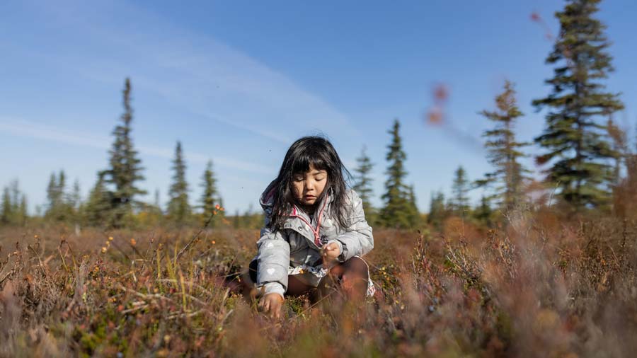 Child in a field with evergreens in the background, picking a berry from the ground.