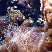 coral reef