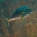 Thumbnail for First-ever Convening Offers Lessons in Fisheries Management