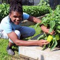 Thumbnail for Windy City Harvest Reaps Success and Health