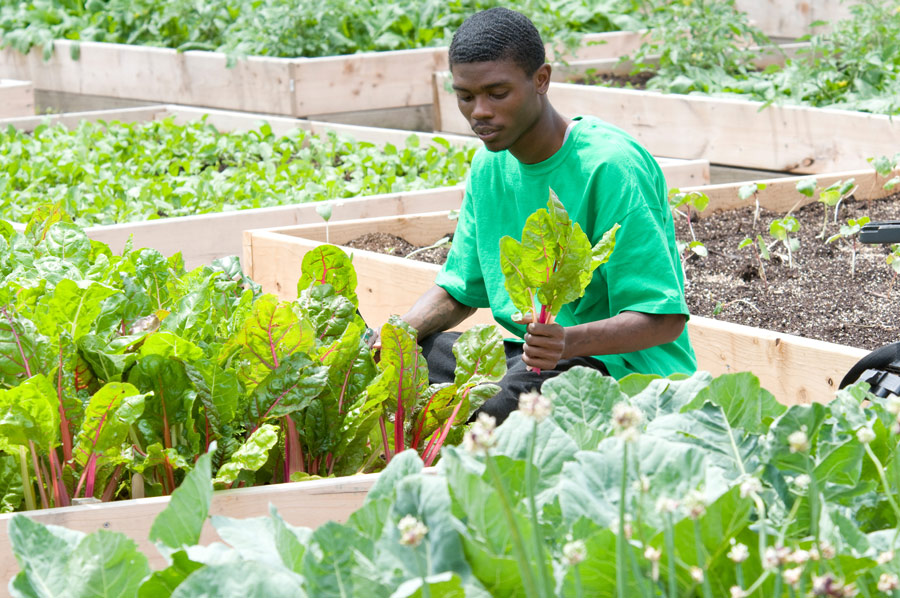 Young_Black_Man_Harvesting_Greens_In_Garden