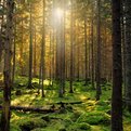 Thumbnail for Foundations Collaborate on Catalytic Financing to Go Big on Climate Action