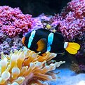 Thumbnail for Research Finds Model for Sustainable Fishing in Coral Reefs