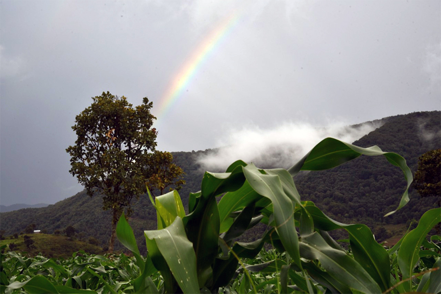 RainbowOverJungleMountainRangeWithCropsInForeground