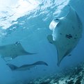 Thumbnail for Indonesia Declares Largest Manta Ray Sanctuary in the World