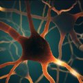 Understanding Neuroscience and the Law thumbnail