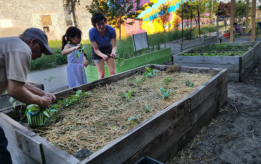 PeopleTendingToPlantsInRaisedGardenBeds