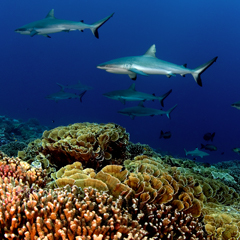 Display photo of National Geographic Pristine Seas