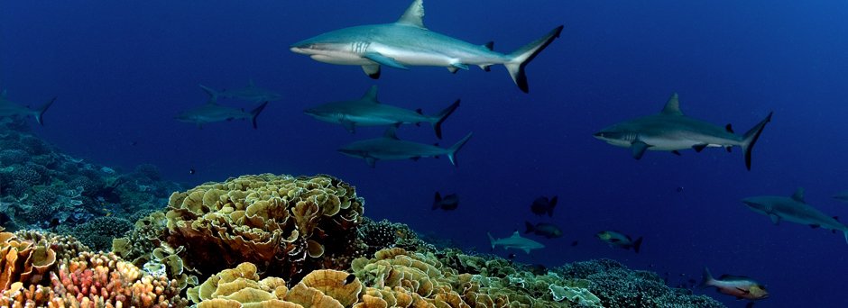 National Geographic Pristine Seas