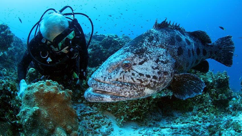 PristineSeaschiefscientistAlanFriedlandercloselyobservesapotatogrouperintheSeychellesouterislands.