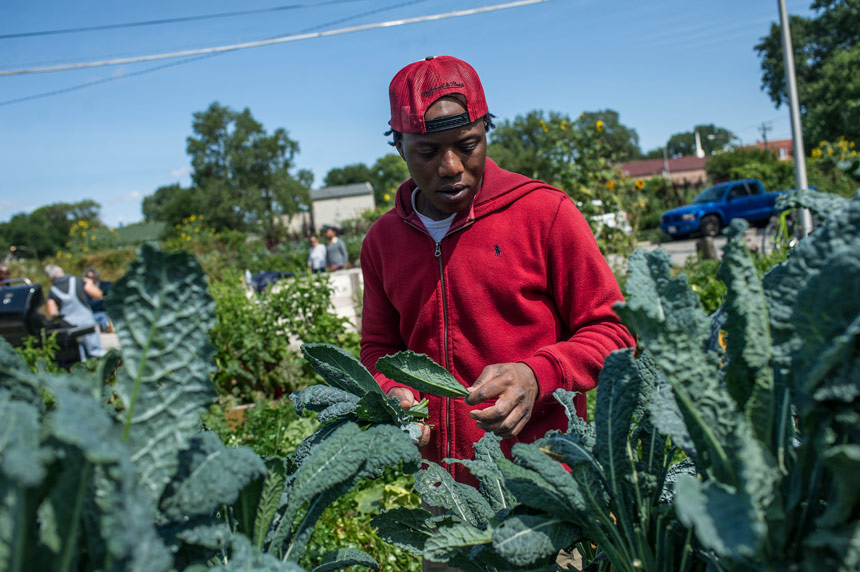 YoungManHarvestingGreensInGarden