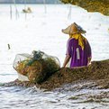 Thumbnail for Local Marine Conservation Efforts Get Boost in West Papua