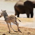 Thumbnail for Data Analysis Helps Protect African Wildlife