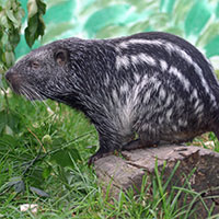 Bolivian Wildlife