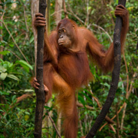 Orangutan