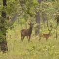 Thumbnail for Cambodia Protects Western Siem Pang Forest