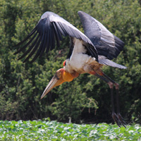 Cambodia sanctuary bird