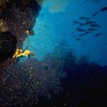 Thumbnail for MacArthur Awards $5.5 Million to Support Conservation Policy Research and Analysis