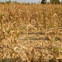 drought crops