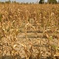 Thumbnail for Southeast, Texas Economies Face Risks From Climate Change