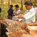 Thumbnail for Critical Report on Deforestation Prompts Rubber Giant to Engage With Conservation Groups