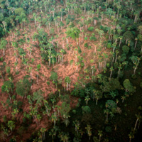 deforestation