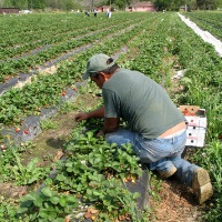 Labor Migration