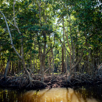 mangrove forest