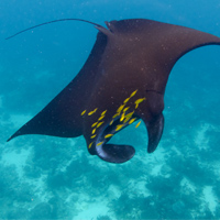 Manta Ray - Indonesia