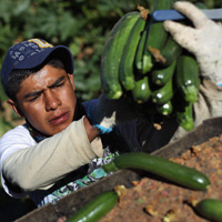 migrant worker farm