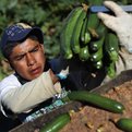 Thumbnail for Preventing Fraud in Migrant Worker Recruitment
