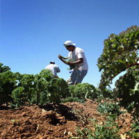Migrant workers on farm